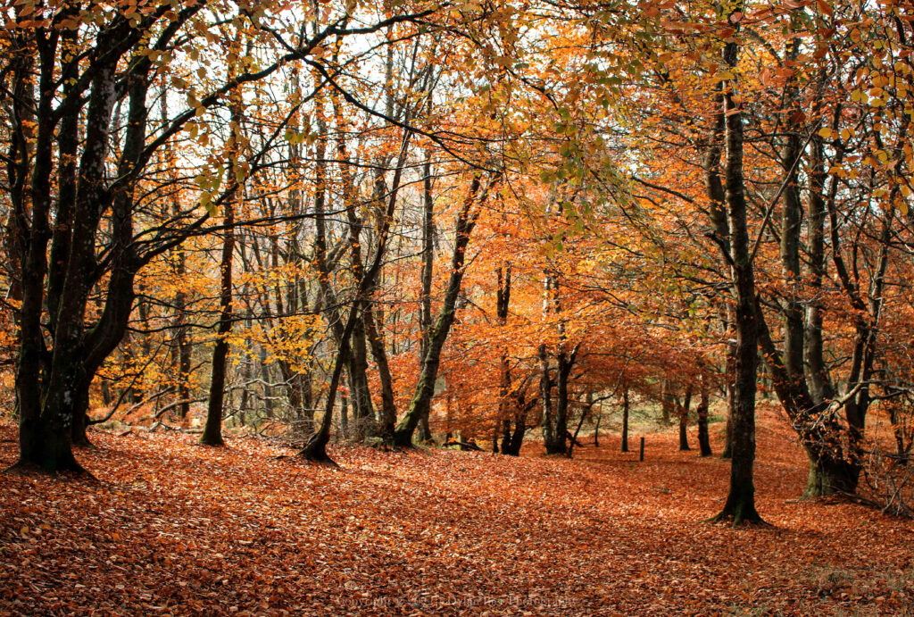 Woodland Walk In Autumn.jpg